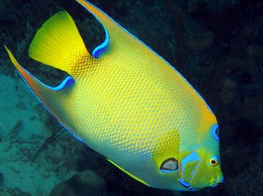 Queen Angelfish - Holacanthus ciliaris - Bonaire