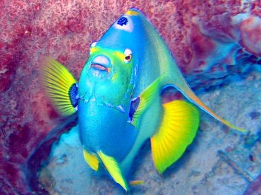 Queen Angelfish - Holacanthus ciliaris - Turks and Caicos