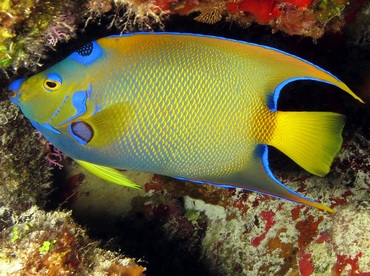 Queen Angelfish - Holacanthus ciliaris - Cozumel, Mexico