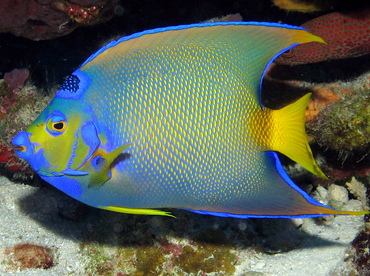 Queen Angelfish - Holacanthus ciliaris - Grand Cayman
