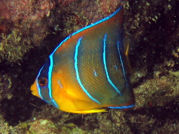 Queen Angelfish - Holacanthus ciliaris - Key Largo, Florida