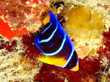 Queen Angelfish - Holacanthus ciliaris - St Thomas, USVI