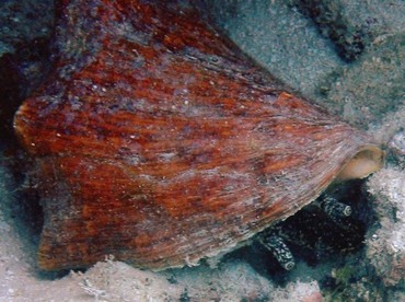 Queen Conch - Aliger gigas - Key West, Florida