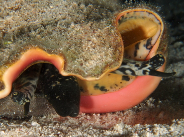 Queen Conch - Aliger gigas - Belize