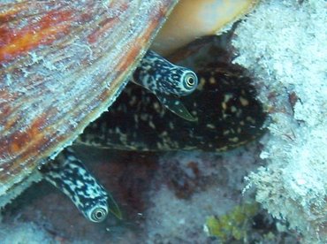 Queen Conch - Aliger gigas - Key West, Florida