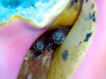 Queen Conch - Aliger gigas - Grand Cayman