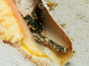 Queen Conch - Aliger gigas - Turks and Caicos
