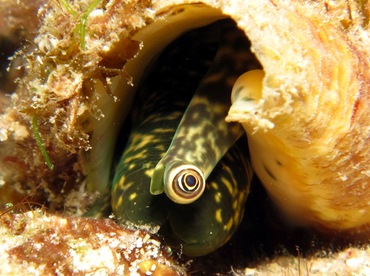 Queen Conch - Aliger gigas - Cozumel, Mexico