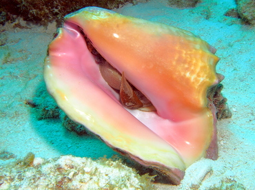 Queen Conch - Aliger gigas - Grand Cayman