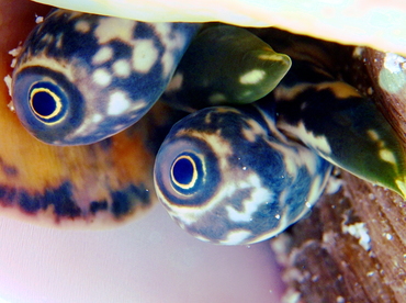 Queen Conch - Aliger gigas - Grand Cayman