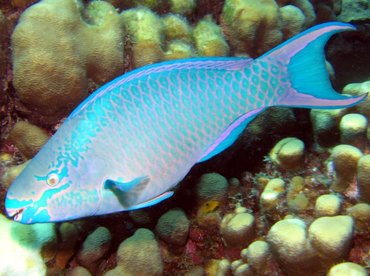 Queen Parrotfish - Scarus vetula - Bonaire