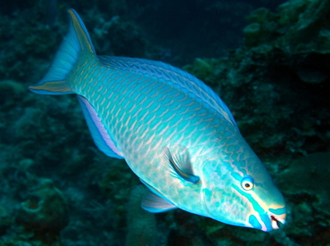 Queen Parrotfish - Scarus vetula - The Exumas, Bahamas