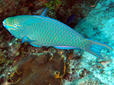 Queen Parrotfish - Scarus vetula - Cozumel, Mexico