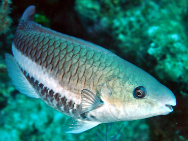 Queen Parrotfish - Scarus vetula - Turks and Caicos