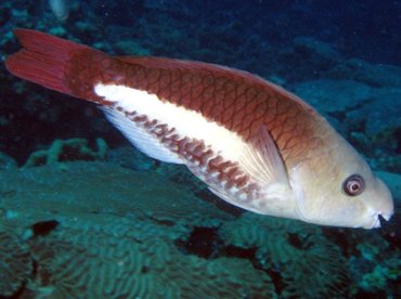 Queen Parrotfish - Scarus vetula - Roatan, Honduras