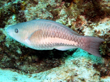 Queen Parrotfish - Scarus vetula - Key Largo, Florida