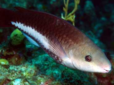 Queen Parrotfish - Scarus vetula - Grand Cayman