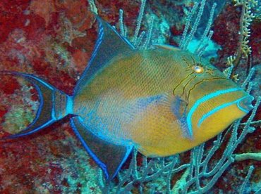 Queen Triggerfish - Balistes vetula - Little Cayman