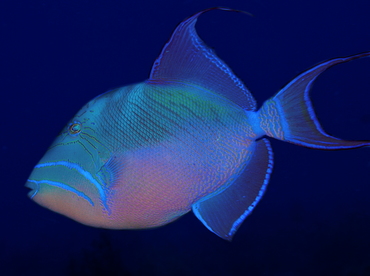 Queen Triggerfish - Balistes vetula - Belize