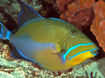 Queen Triggerfish - Balistes vetula - Cozumel, Mexico