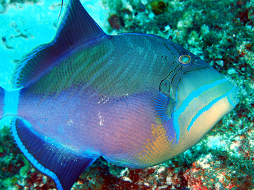 Queen Triggerfish - Balistes vetula - Cozumel, Mexico