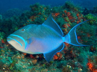 Queen Triggerfish - Balistes vetula - Cozumel, Mexico