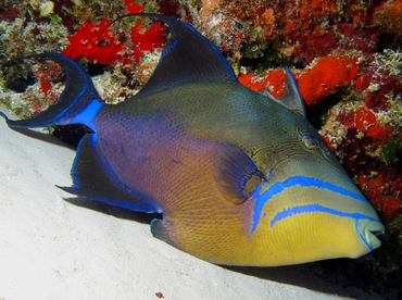 Queen Triggerfish - Balistes vetula - Cozumel, Mexico