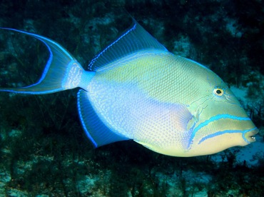 Queen Triggerfish - Balistes vetula - Cozumel, Mexico