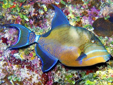 Queen Triggerfish - Balistes vetula - Turks and Caicos