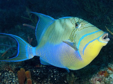 Queen Triggerfish - Balistes vetula - Cozumel, Mexico