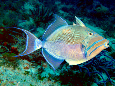 Queen Triggerfish - Balistes vetula - Cozumel, Mexico