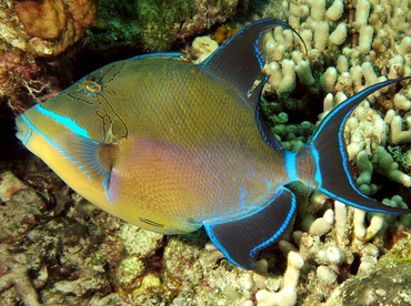 Queen Triggerfish - Balistes vetula - The Exumas, Bahamas