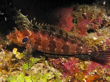 Quillfin Blenny - Gobioclinus filamentosus - Roatan, Honduras