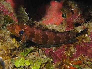Quillfin Blenny - Gobioclinus filamentosus - Roatan, Honduras