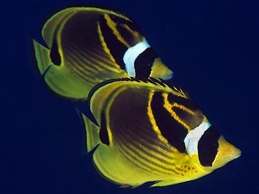 Raccoon Butterflyfish - Chaetodon lunula - Rangiroa, French Polynesia