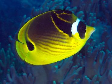 Raccoon Butterflyfish - Chaetodon lunula - Komodo, Indonesia