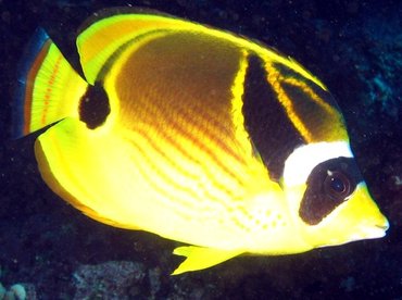 Raccoon Butterflyfish - Chaetodon lunula - Big Island, Hawaii