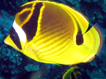 Raccoon Butterflyfish - Chaetodon lunula - Lanai, Hawaii