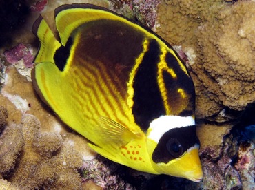 Raccoon Butterflyfish - Chaetodon lunula - Maui, Hawaii