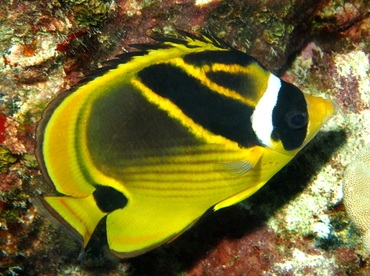 Raccoon Butterflyfish - Chaetodon lunula - Big Island, Hawaii