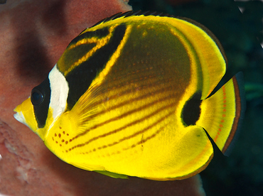 Raccoon Butterflyfish - Chaetodon lunula - Wakatobi, Indonesia