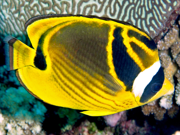 Raccoon Butterflyfish - Chaetodon lunula - Great Barrier Reef, Australia