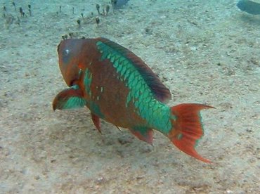 Rainbow Parrotfish - Scarus guacamaia - Cozumel, Mexico