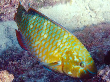 Rainbow Parrotfish - Scarus guacamaia - Isla Mujeres, Mexico