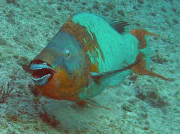 Rainbow Parrotfish - Scarus guacamaia - Grand Cayman
