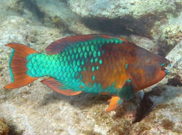 Rainbow Parrotfish - Scarus guacamaia - Grand Cayman