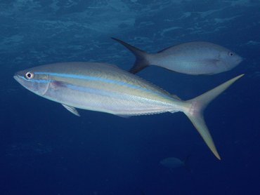 Rainbow Runner - Elagatis bipinnulata - Nassau, Bahamas