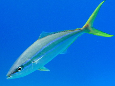 Rainbow Runner - Elagatis bipinnulata - Nassau, Bahamas