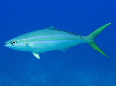 Rainbow Runner - Elagatis bipinnulata - Nassau, Bahamas