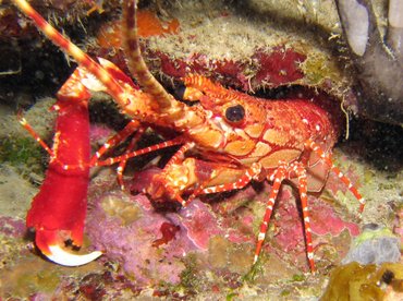 Red Banded Lobster - Justitia longimanus - Roatan, Honduras